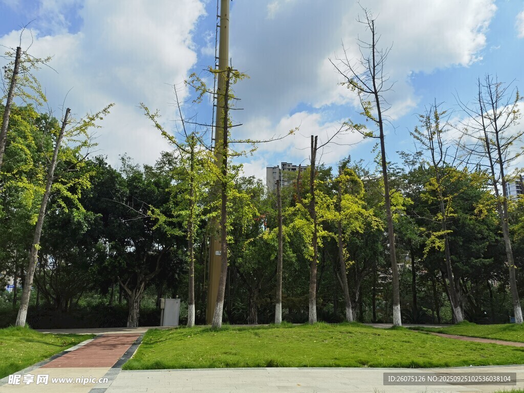 城市中的绿意盎然景观