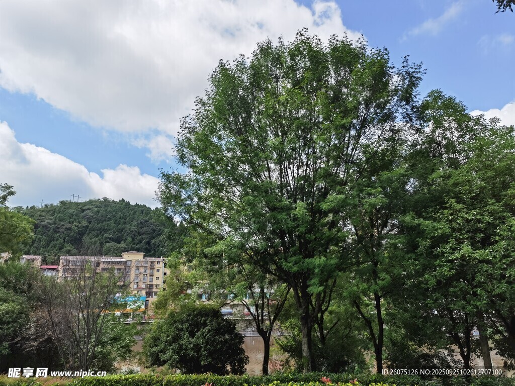 绿树环绕的美丽户外景致