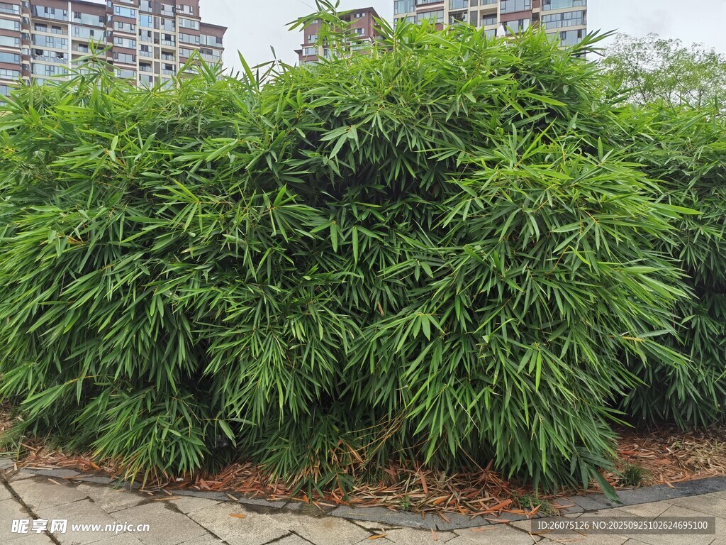 茂盛绿竹景观