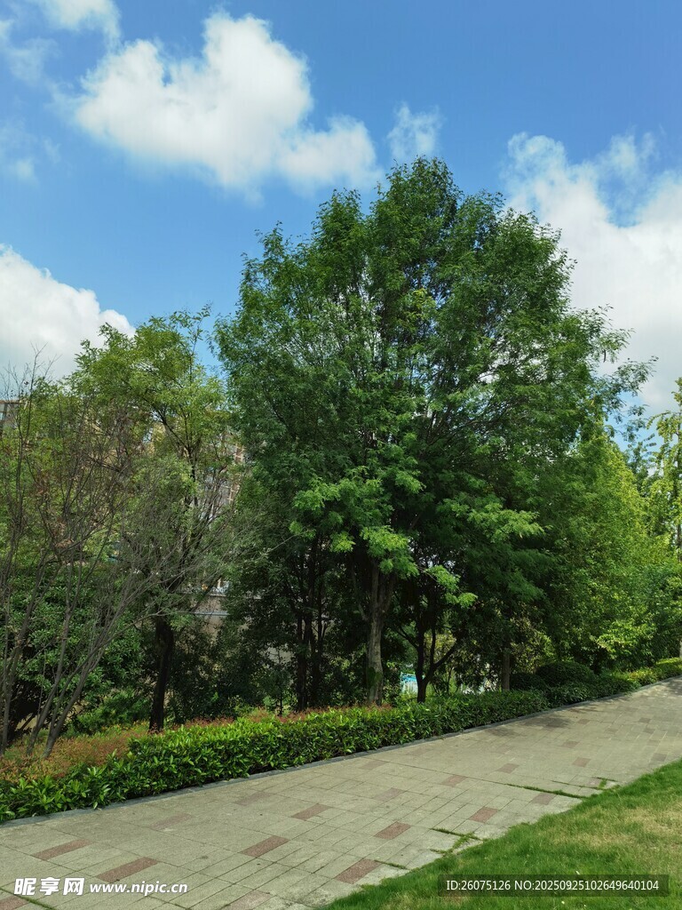夏日林荫小道风景