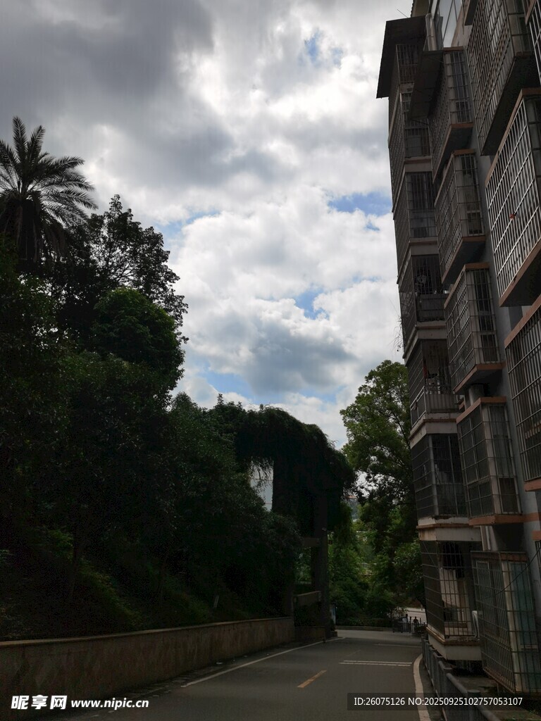 街道旁的楼房与绿树