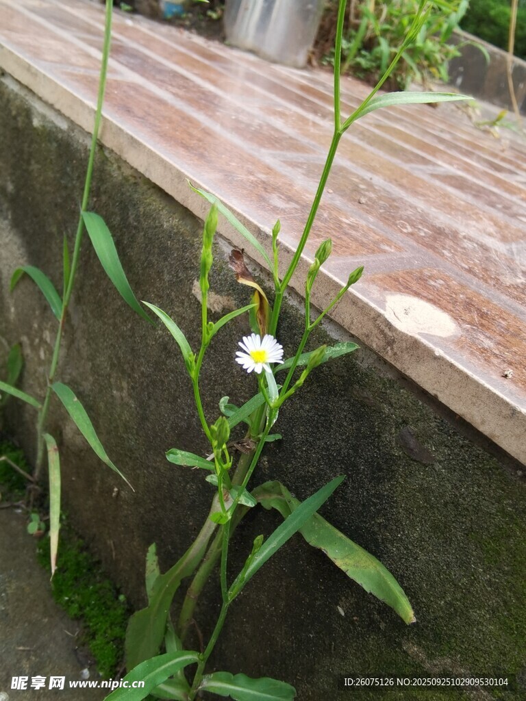 墙边绽放的白色小花