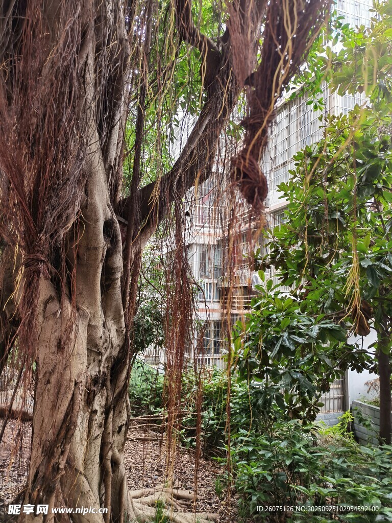 古木葱茏的林间景致
