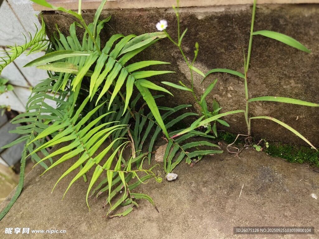 墙角翠绿植物生机盎然