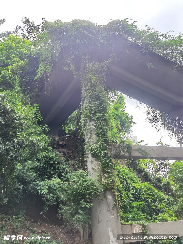 藤蔓覆盖的老旧水泥结构