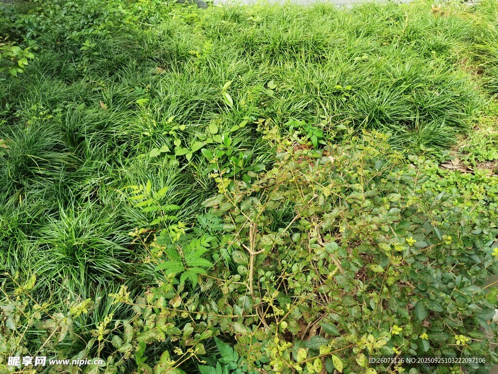绿意盎然的草地景观