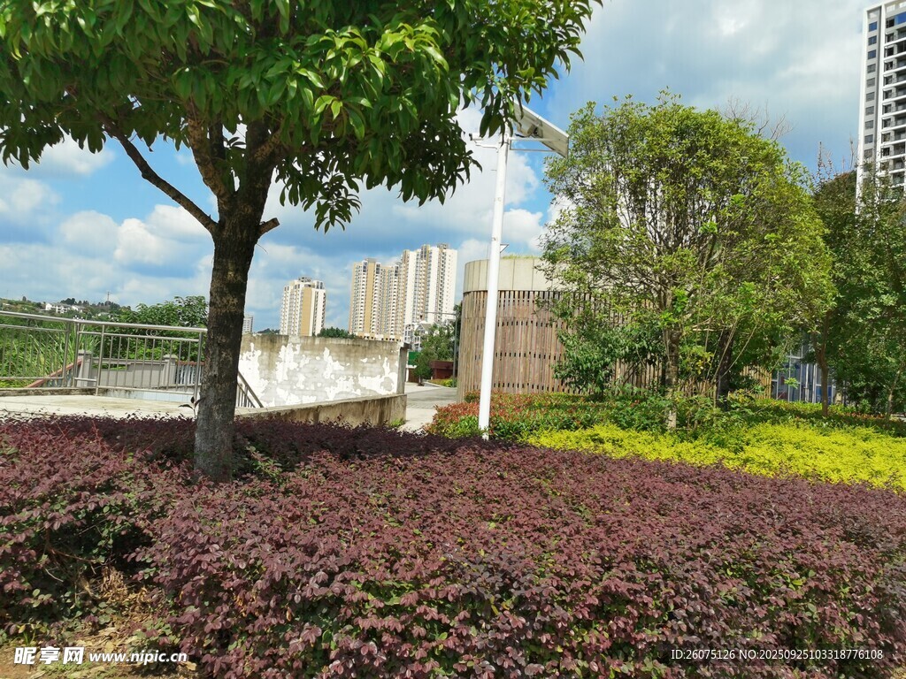 城市绿植景观多彩植物