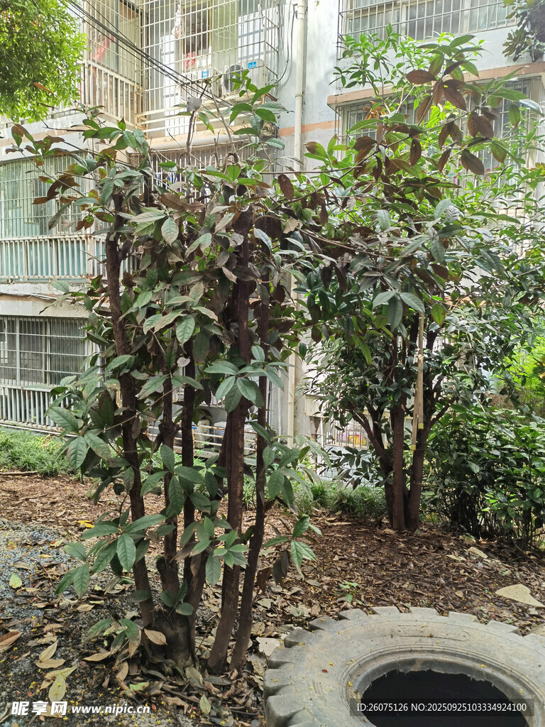 小区内的绿植与排水设施
