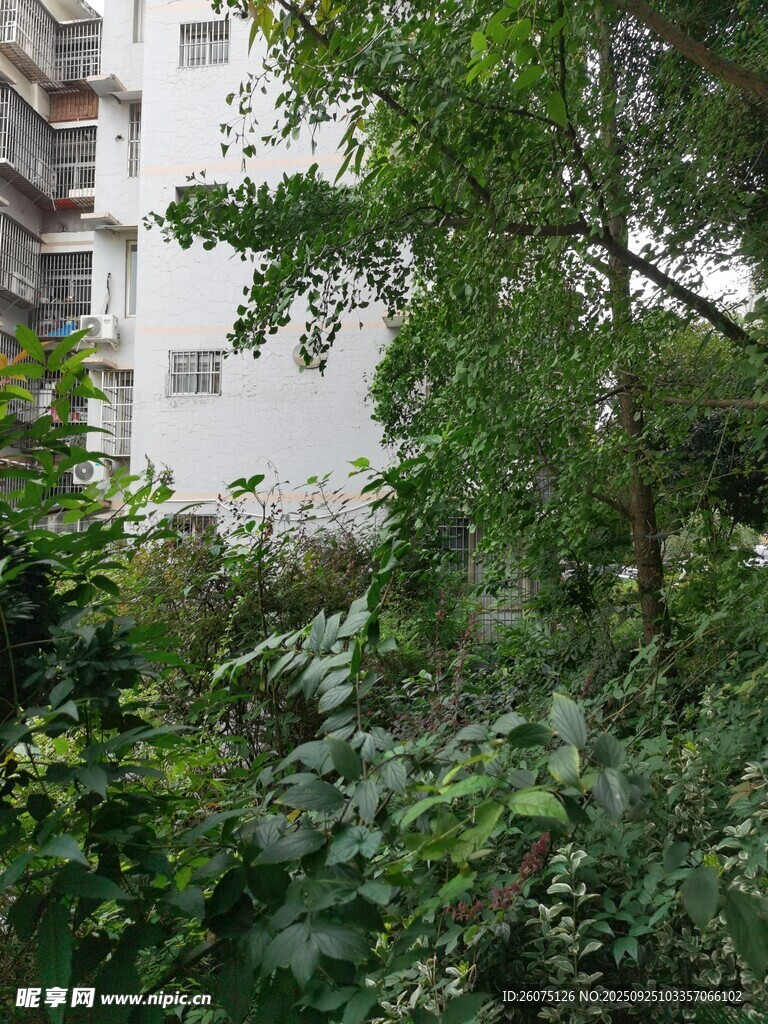 城市中繁茂的绿植景观