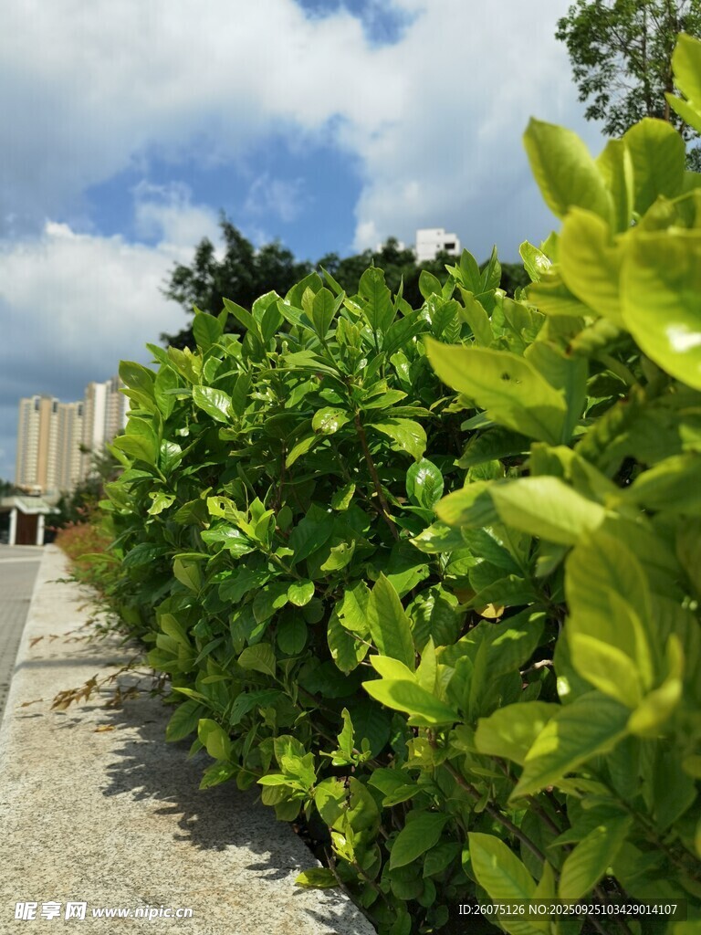 翠绿繁茂的户外绿植景观