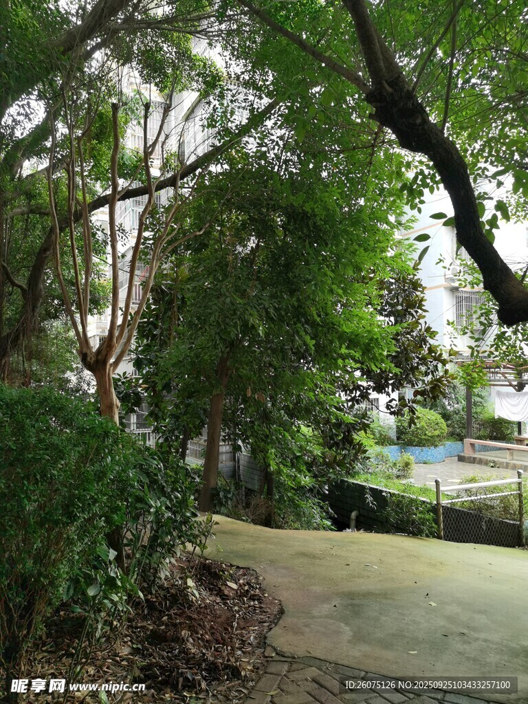 林间幽静小道