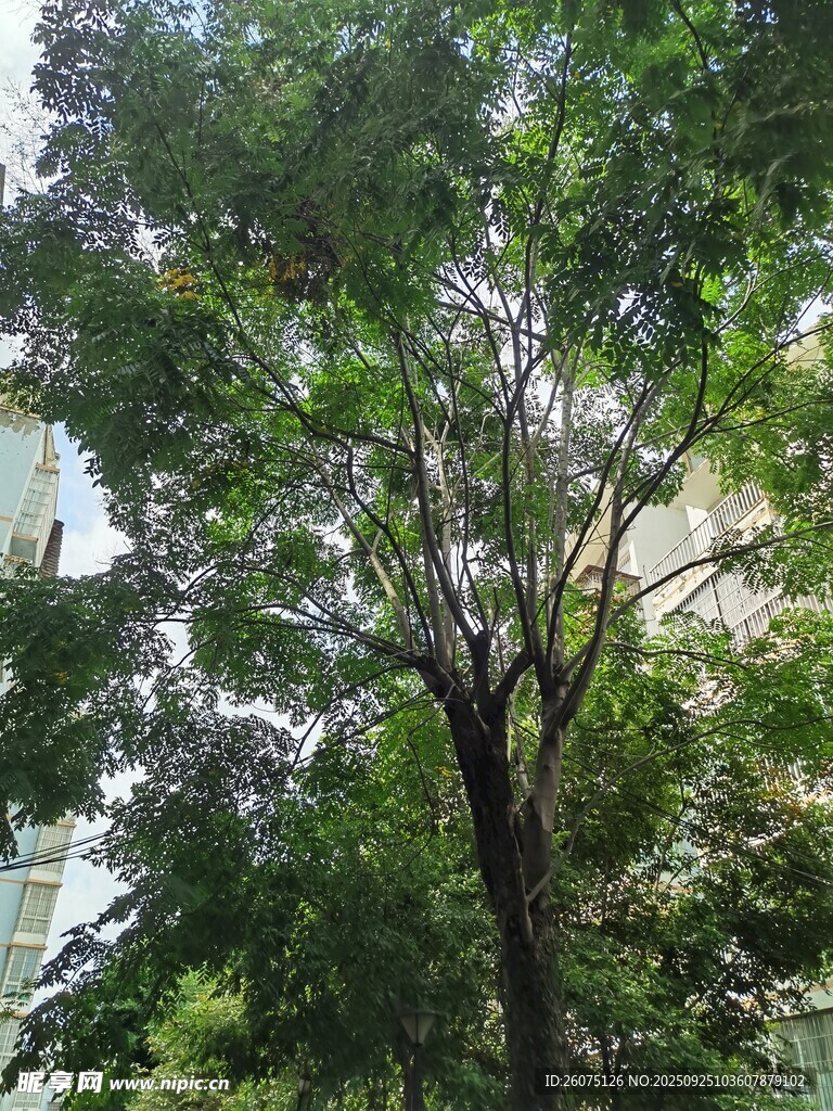 城市中的繁茂绿树