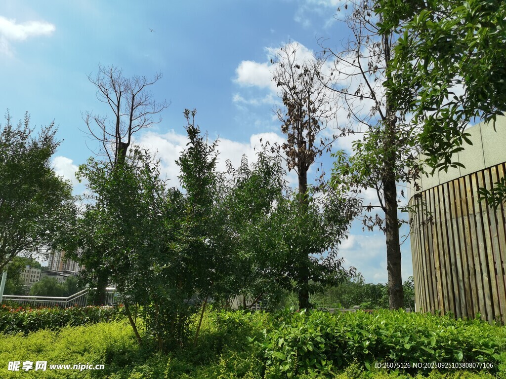 户外绿植景观