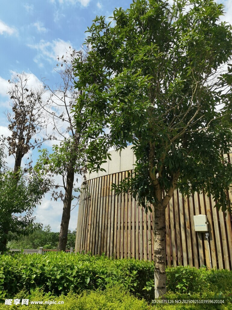 户外绿树环绕的木质建筑