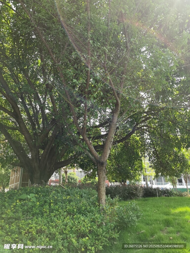 阳光下的繁茂大树与草地