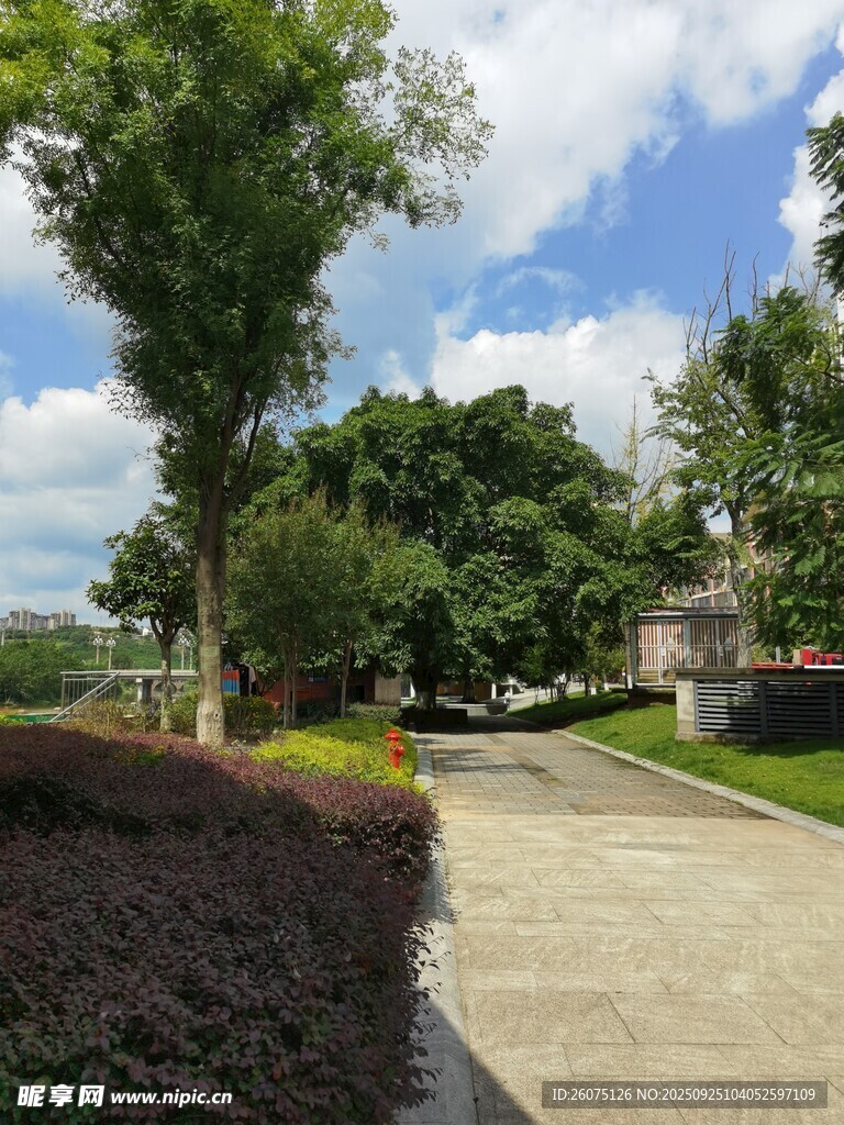 户外林荫小道风景