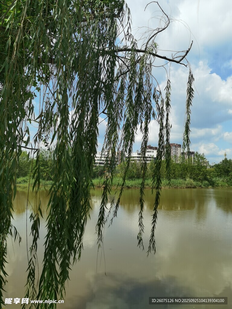 湖畔垂柳静美自然景致