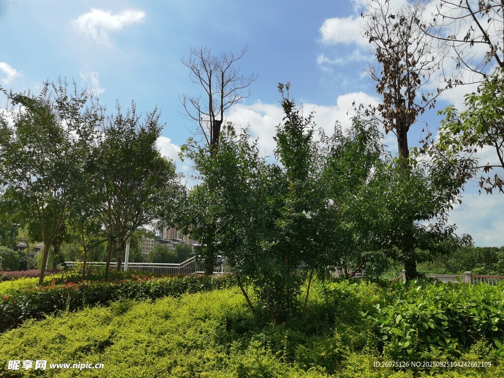 绿意盎然的户外风景