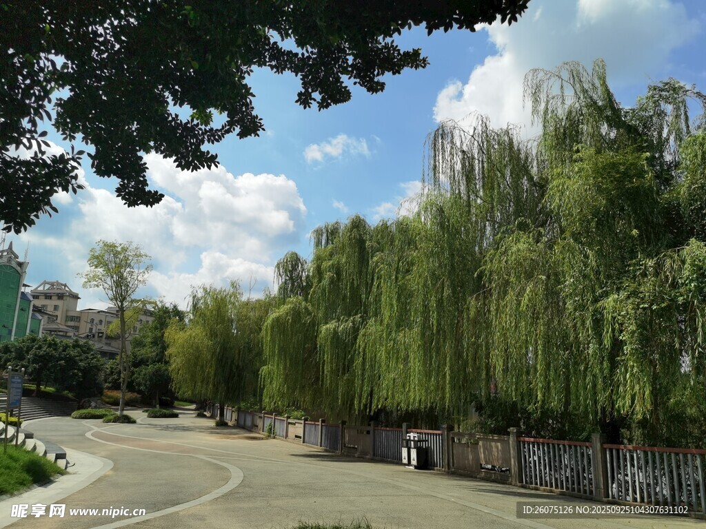 绿树环绕的宁静道路