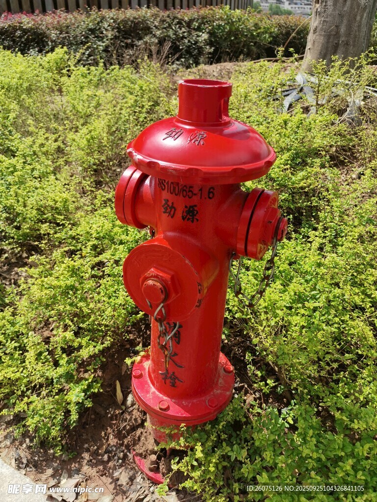 红色消防栓立于绿植间