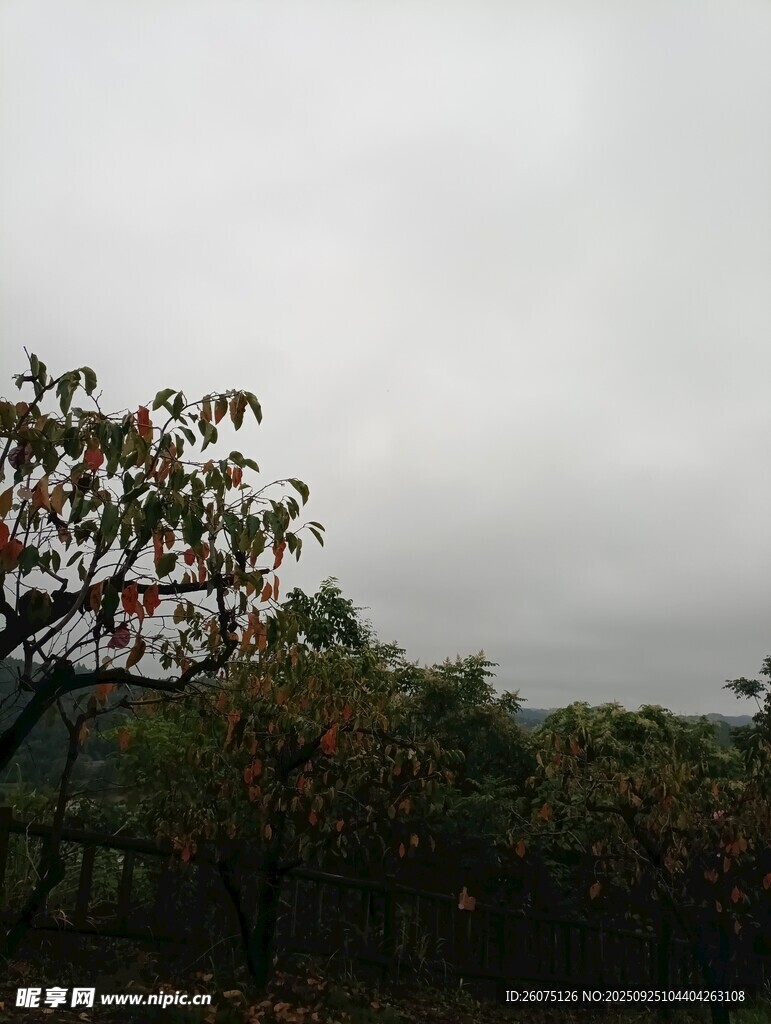 阴天中的树林与树木