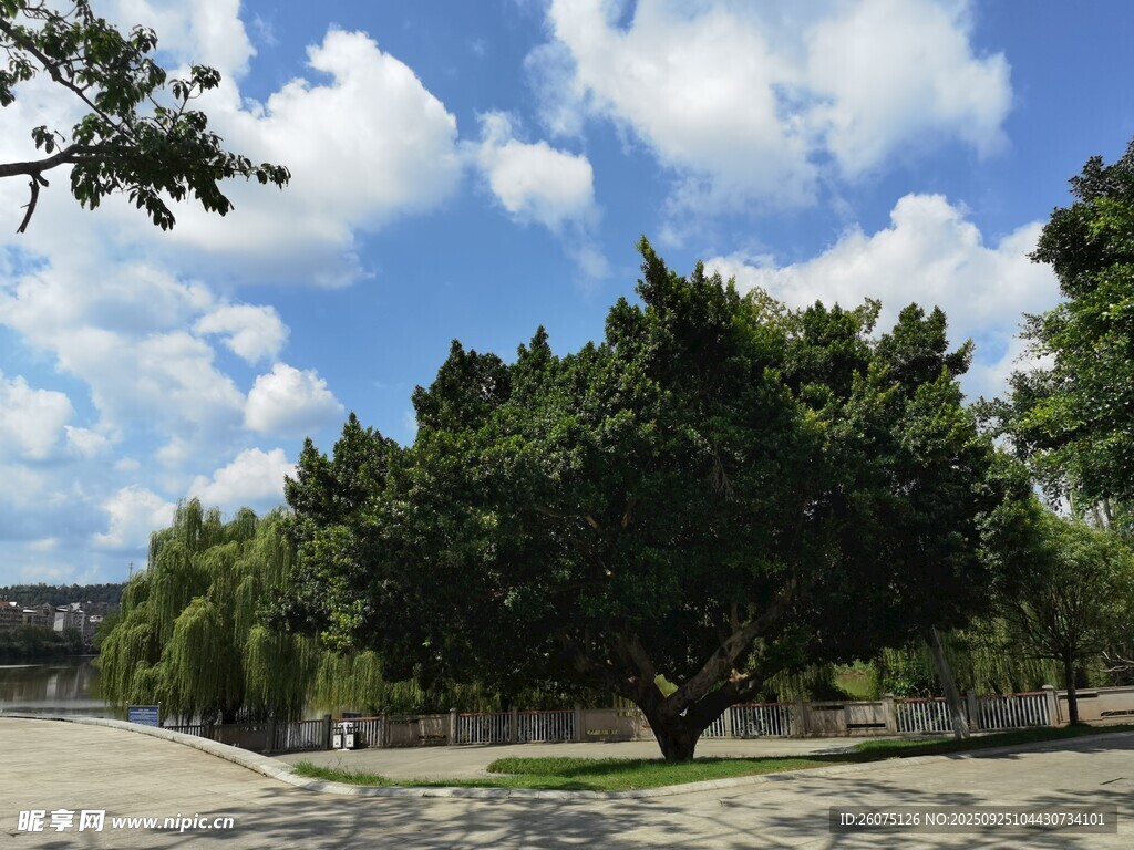 户外绿树蓝天白云景致