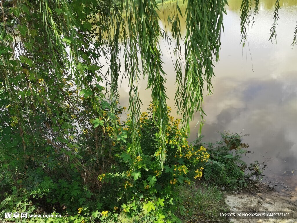 湖畔垂柳绿植景致