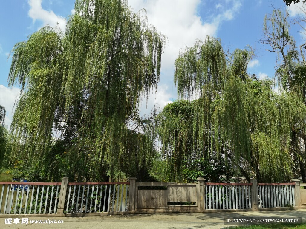 垂柳依依伴围栏美景