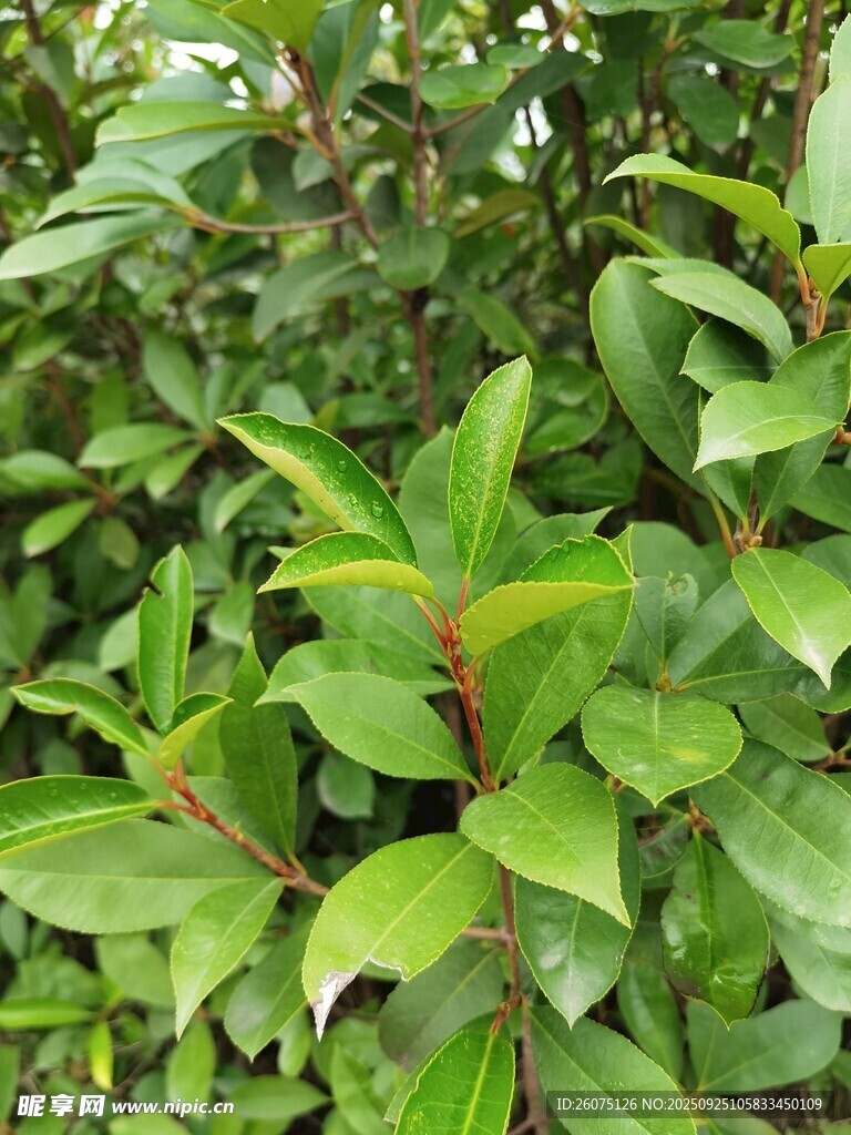 翠绿繁茂的叶片植物