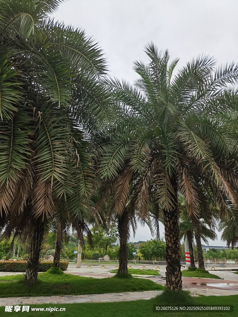 棕榈树环绕的户外景致