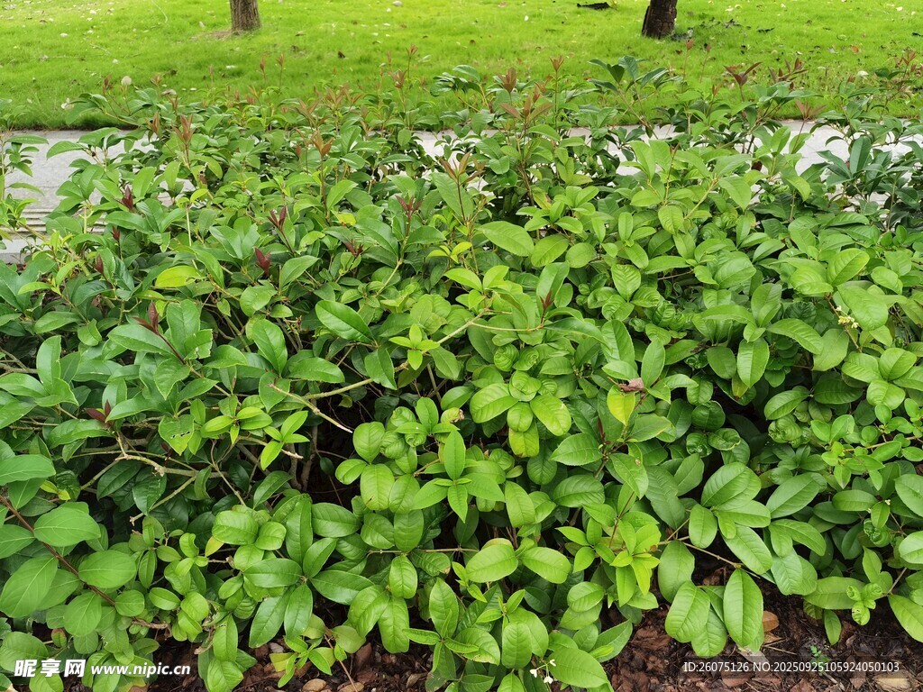翠绿繁茂的绿植景观
