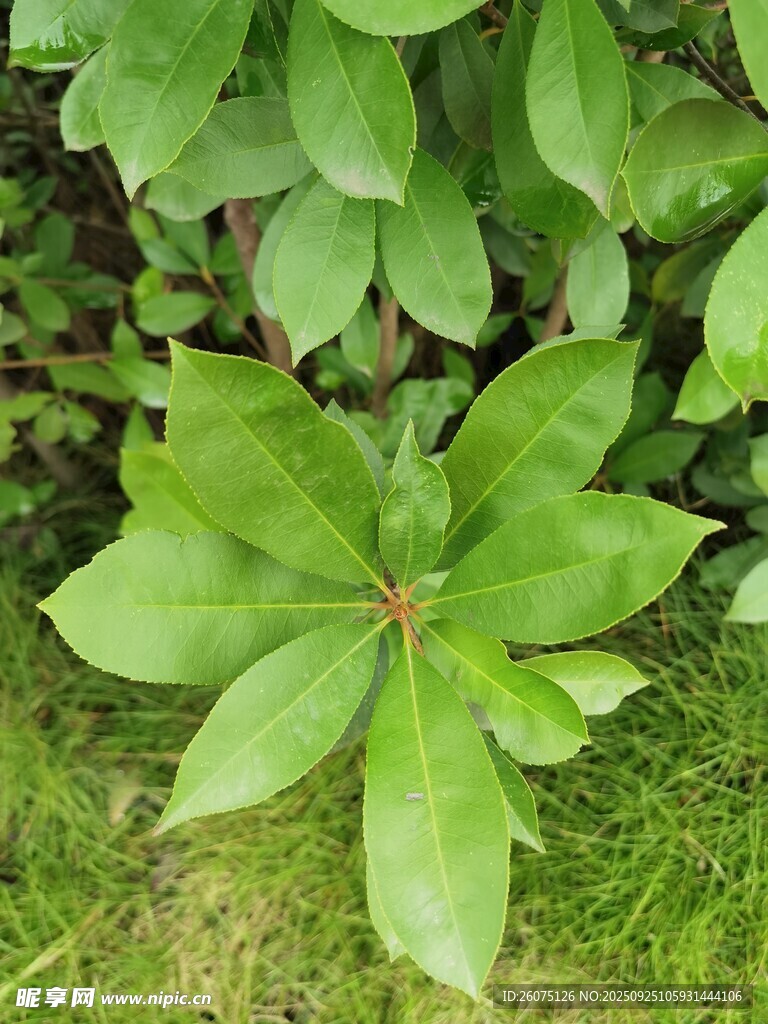 绿叶植物特写