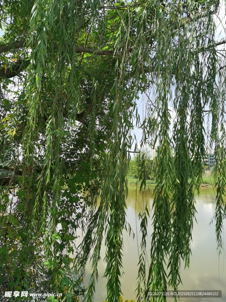 垂柳映水的静谧景致