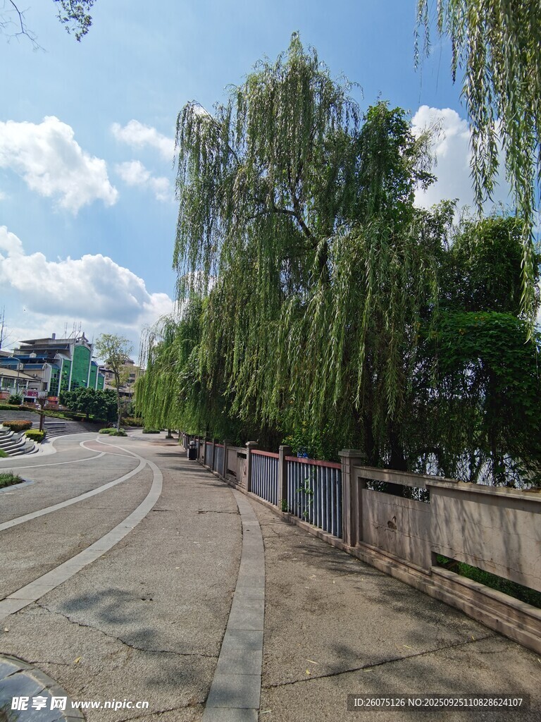 河畔垂柳下的宁静道路