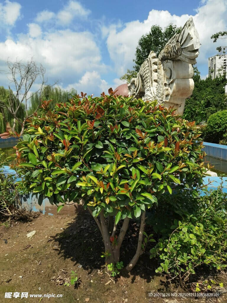 园林绿植与特色建筑景观