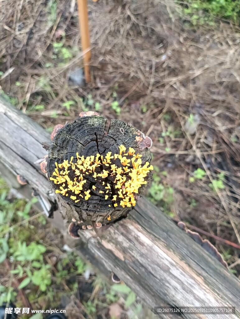 木头上的黄色菌类景观