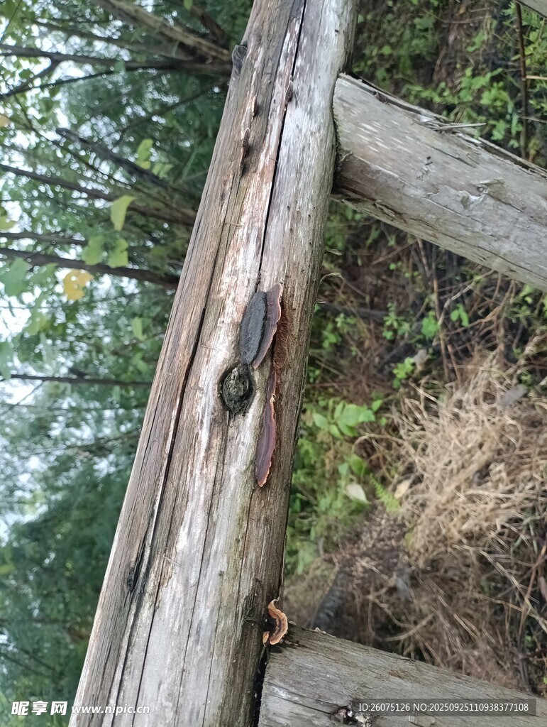 老旧木栏杆的自然纹理
