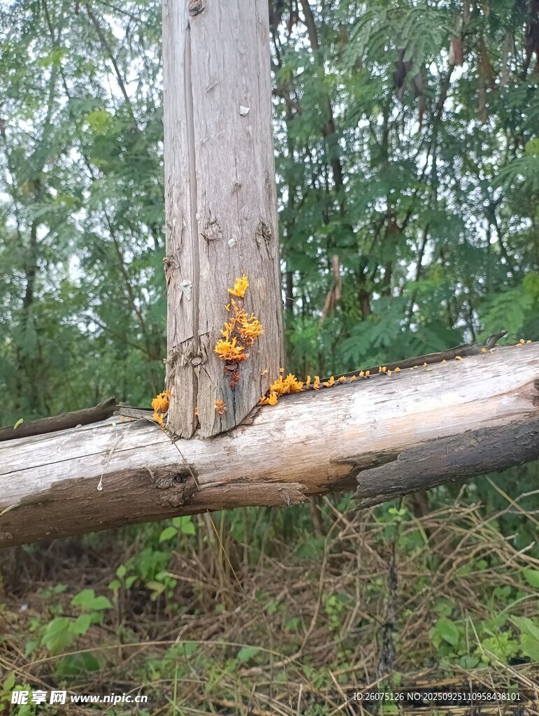 树干上生长的黄色菌类