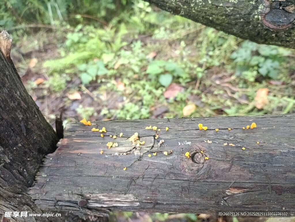 木头上的落叶与自然景象