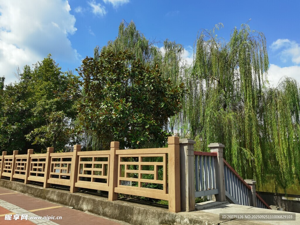 木质围栏旁的清新景致