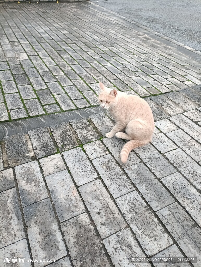 雨中休憩的粉色小狗