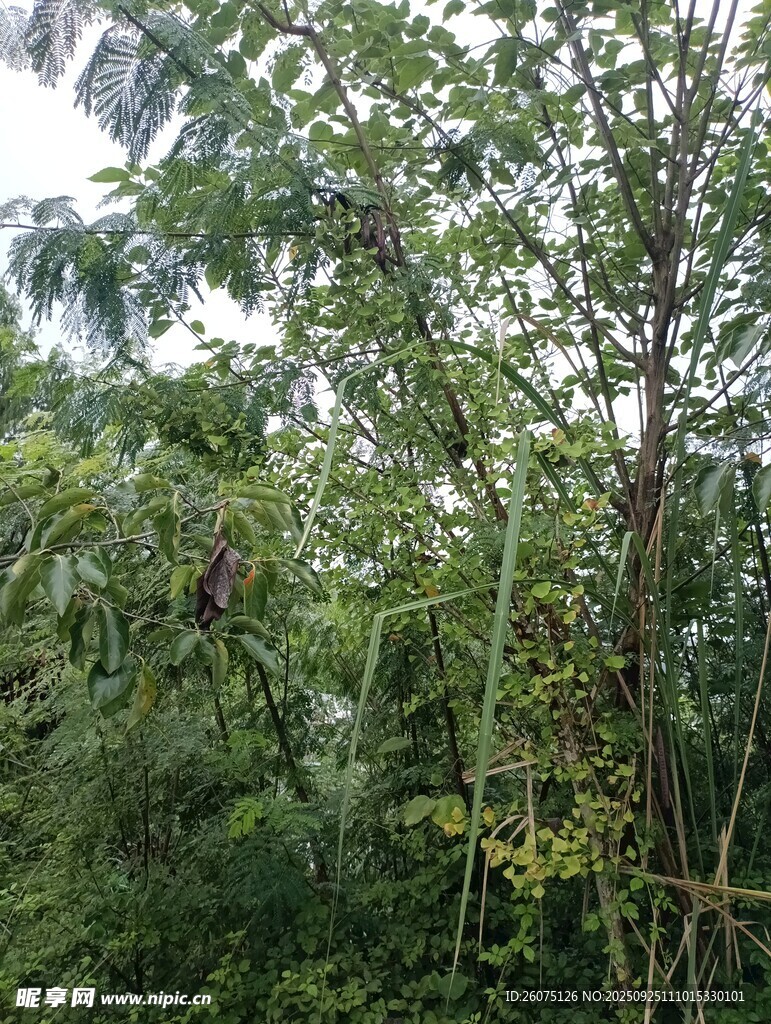 茂密丛林中的繁茂植物