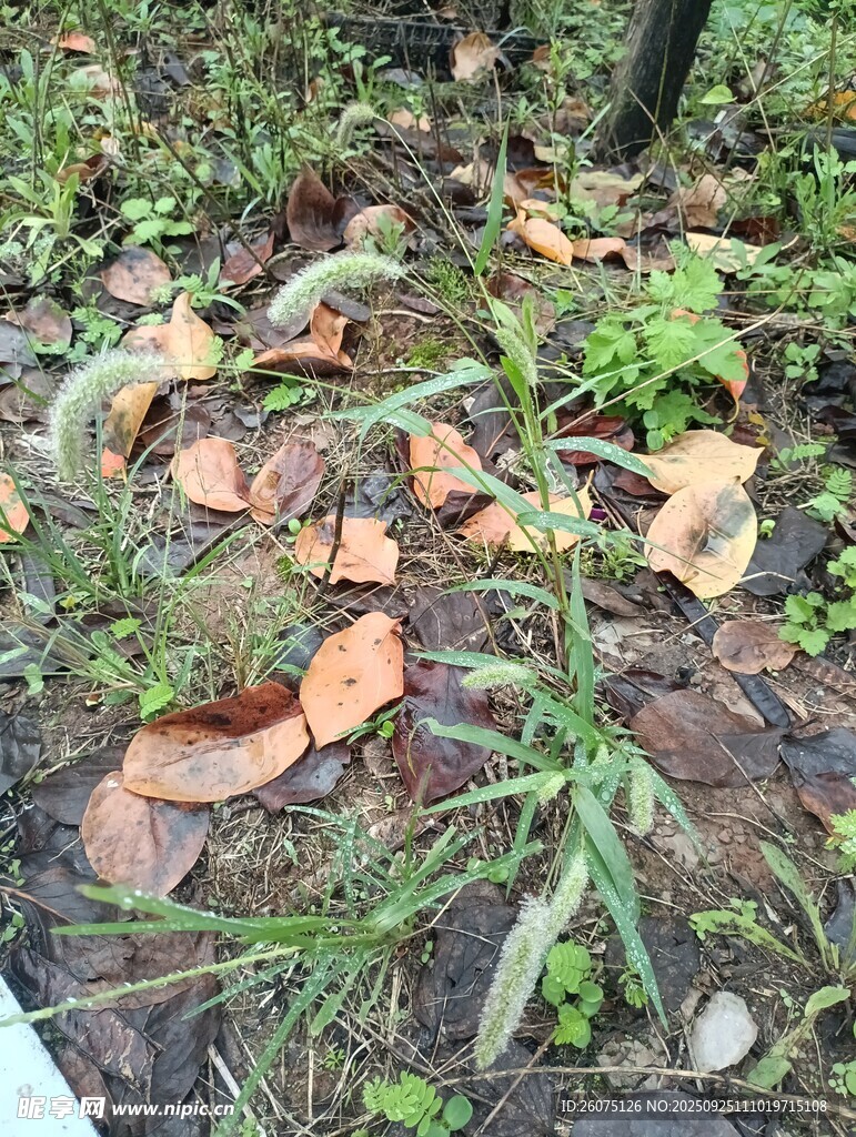 地面上的枯叶与绿植