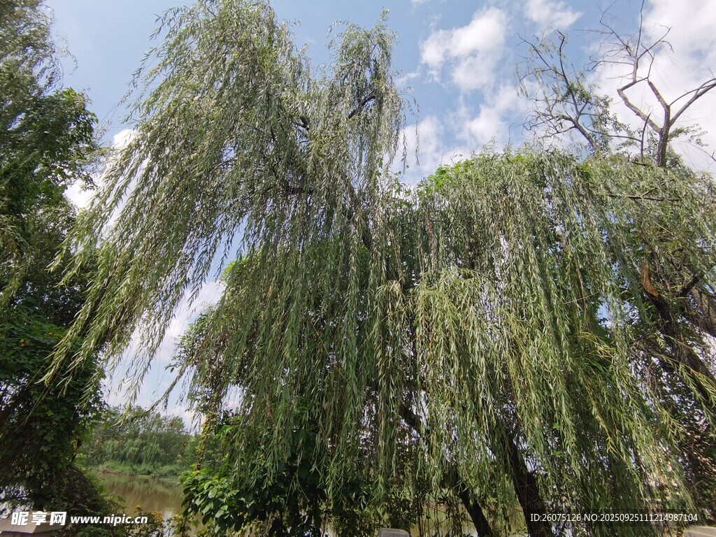 垂柳依依夏日绿意景致