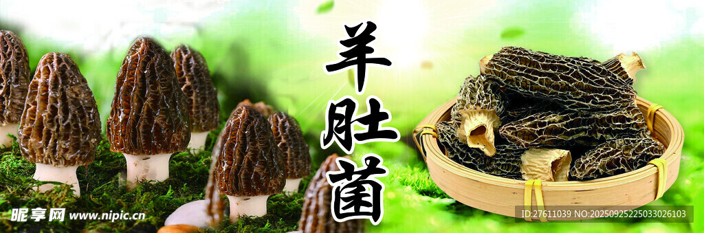 羊肚菌
