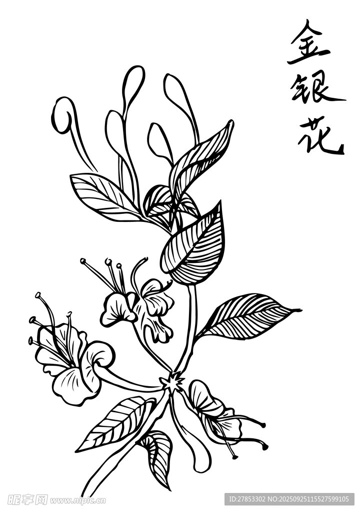 手绘金银花图案