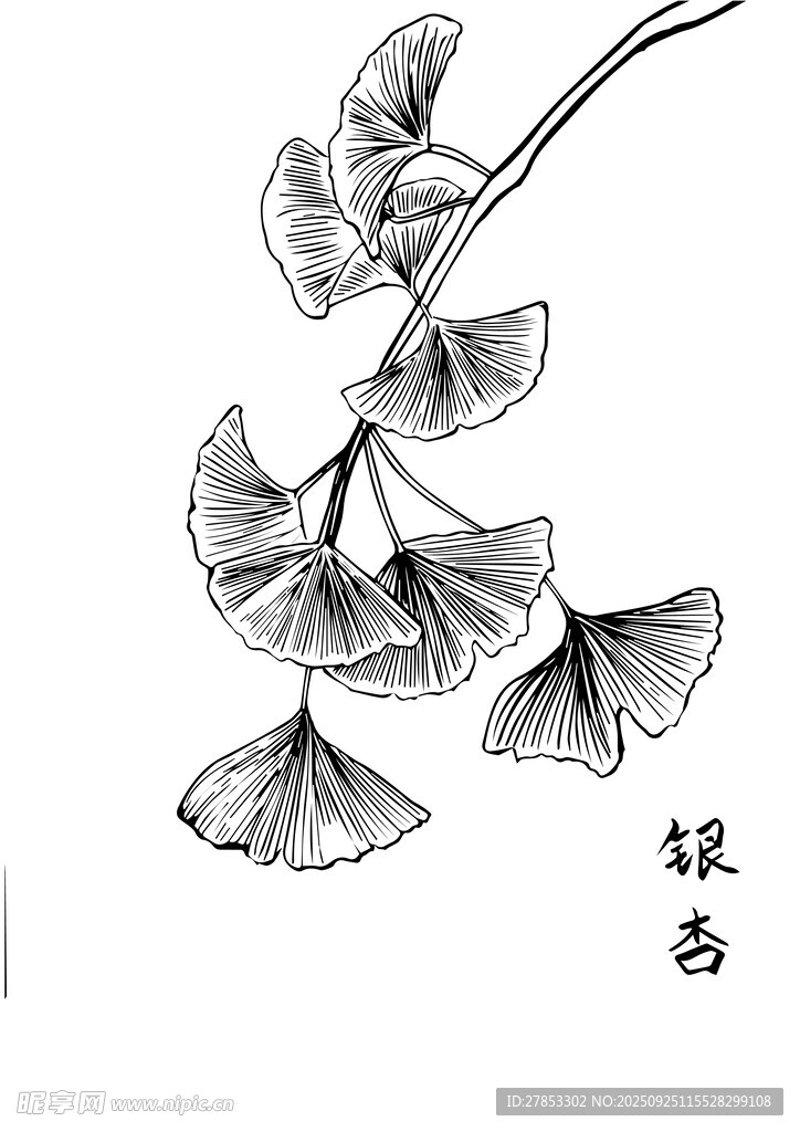 手绘银杏枝叶图