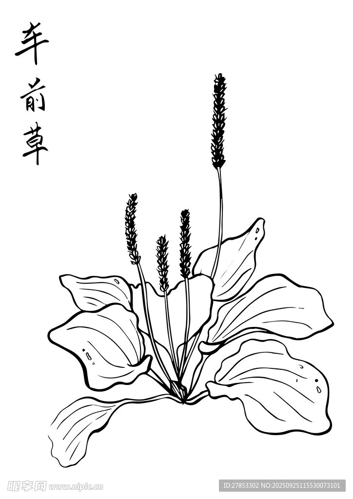 手绘车前草植物图