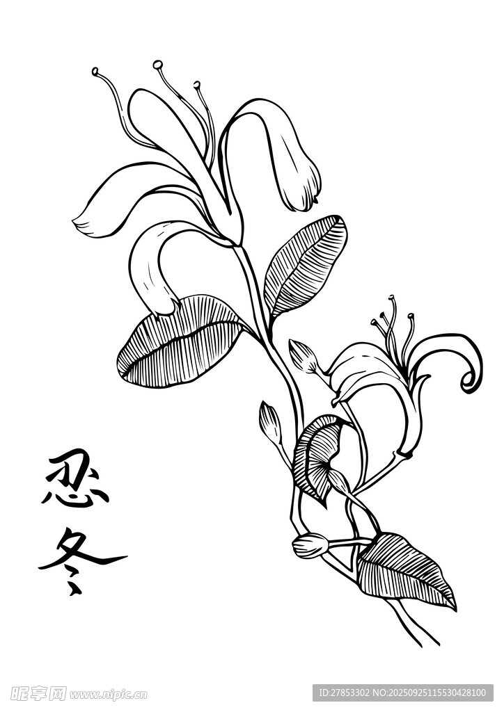 手绘忍冬植物图