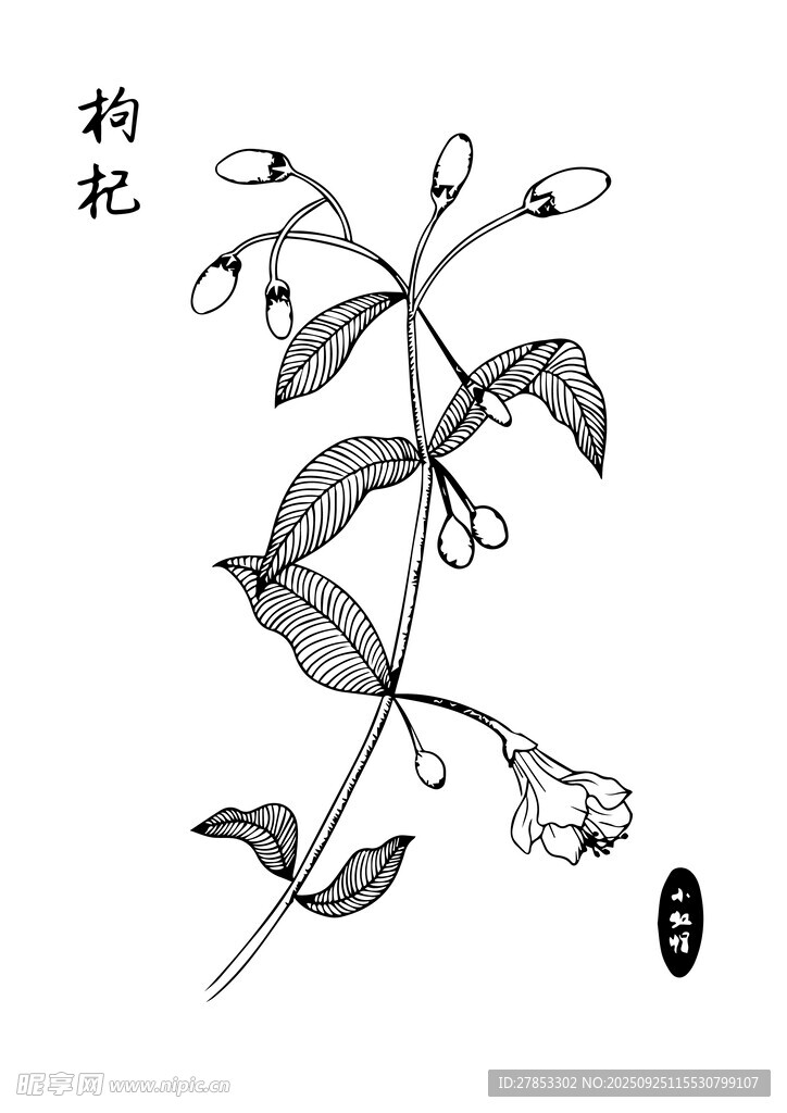 枸杞植株手绘图案